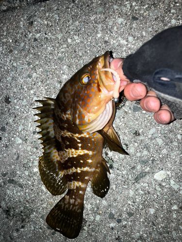 キジハタの釣果