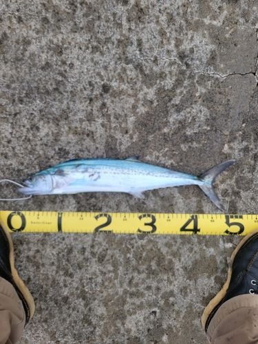 サゴシの釣果