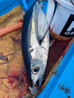 ビンチョウマグロの釣果
