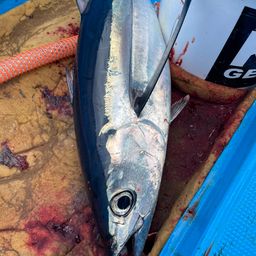 ビンチョウマグロ