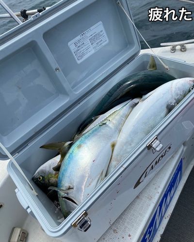 ブリの釣果