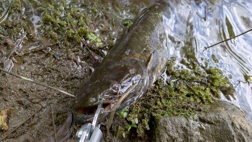 ナマズの釣果