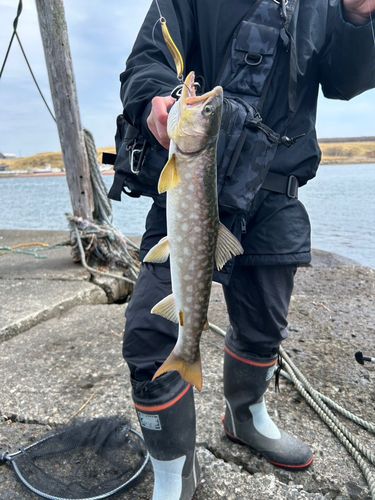 アメマスの釣果