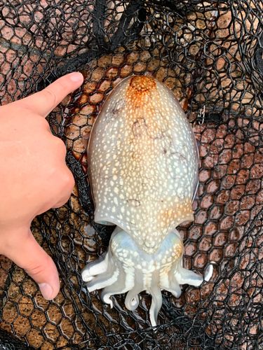シリヤケイカの釣果