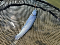 ニジマスの釣果