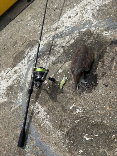 イカの釣果