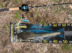 マナマズの釣果