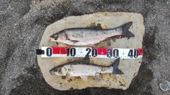 ウグイの釣果