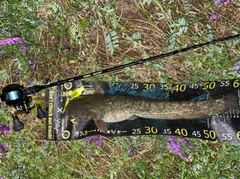 マナマズの釣果