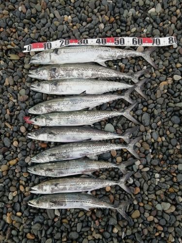サワラの釣果