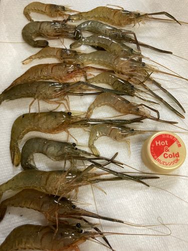 テナガエビの釣果
