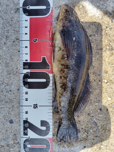 アイナメの釣果