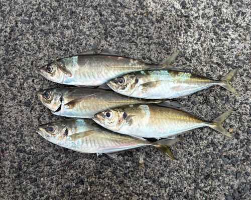 アジの釣果