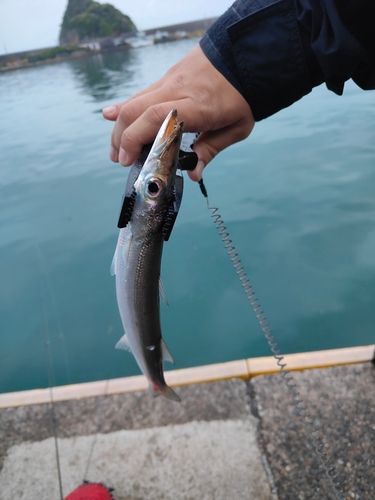 カマスの釣果