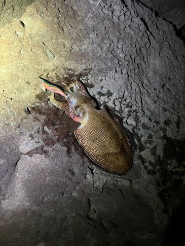 モンゴウイカの釣果