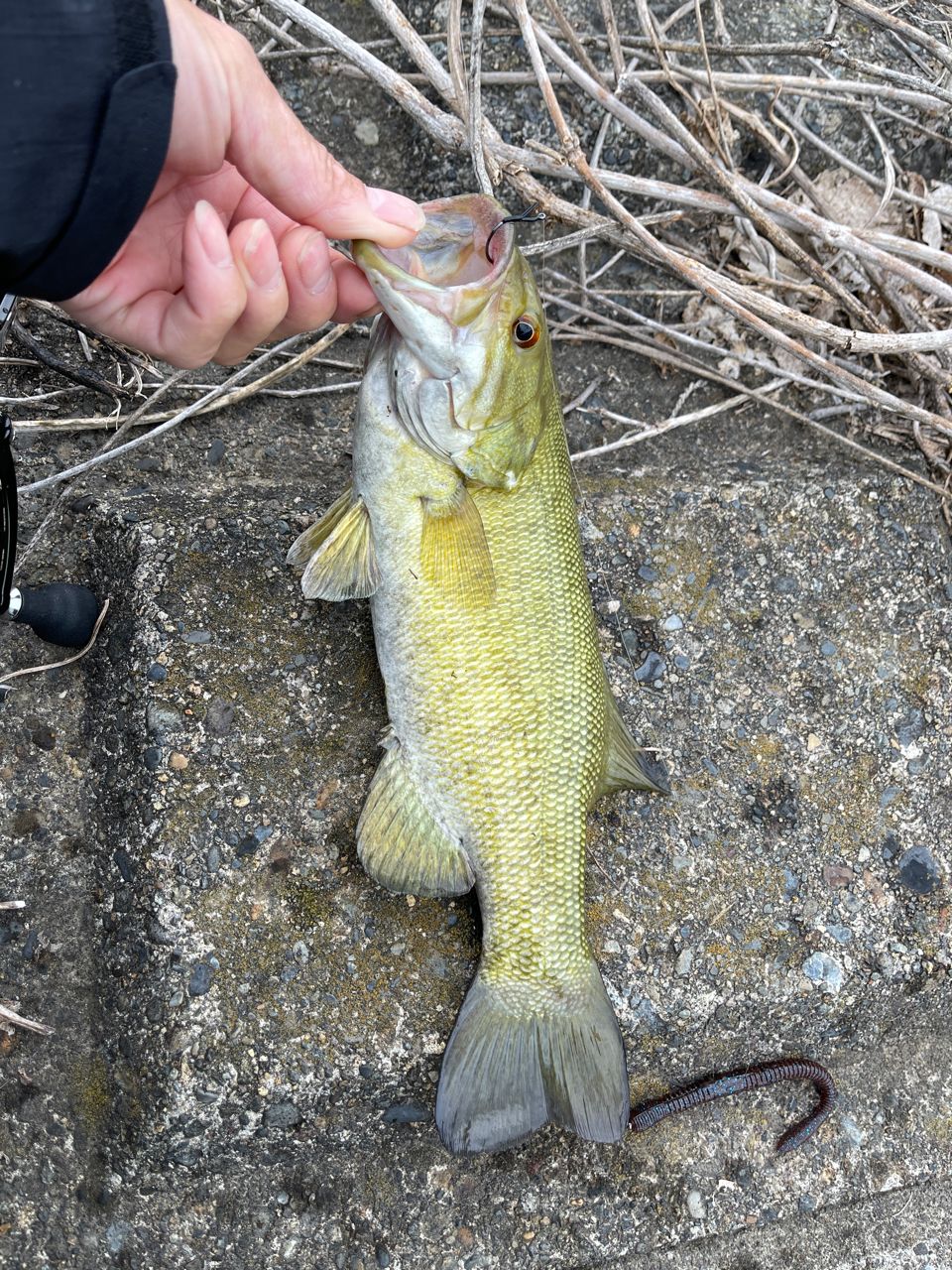 スモールマウスバス