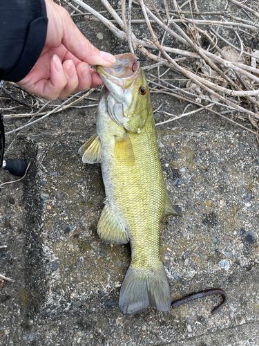 スモールマウスバスの釣果