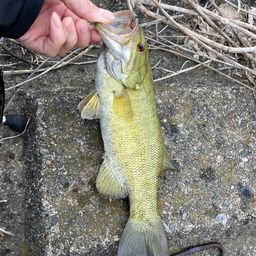 スモールマウスバス