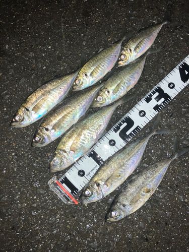 アジの釣果