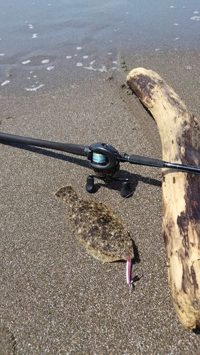 ソゲの釣果