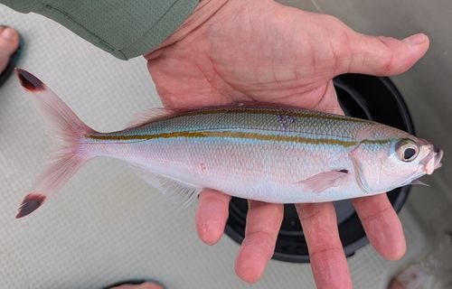 グルクンの釣果