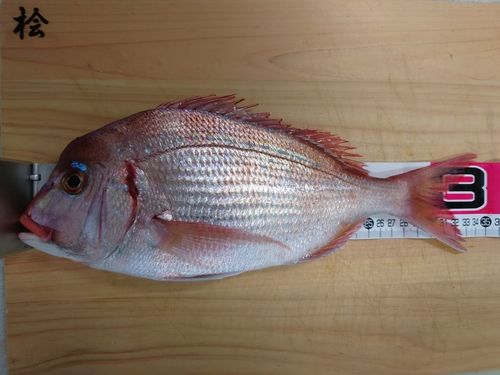チダイの釣果