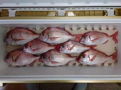 チダイの釣果