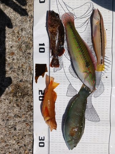 キュウセンの釣果