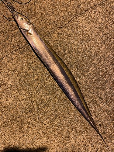 タチウオの釣果