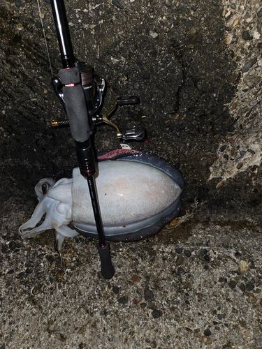カミナリイカの釣果