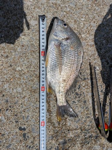キビレの釣果