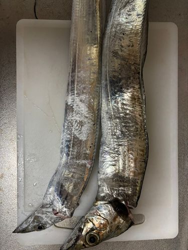 タチウオの釣果