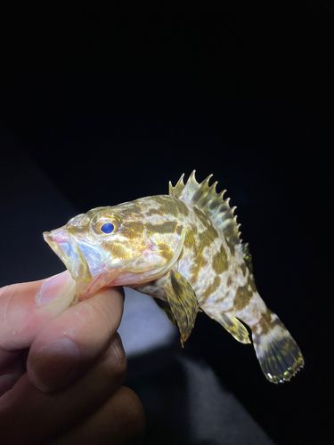 タケノコメバルの釣果
