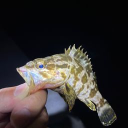 タケノコメバル