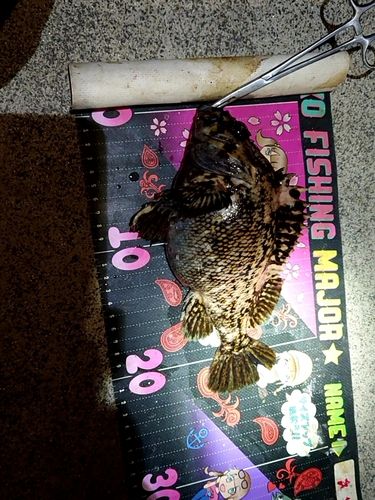 オウゴンムラソイの釣果