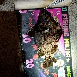 オウゴンムラソイ