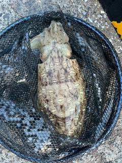 釣果