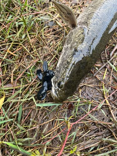 ライギョの釣果