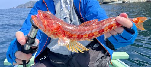 アカエソの釣果