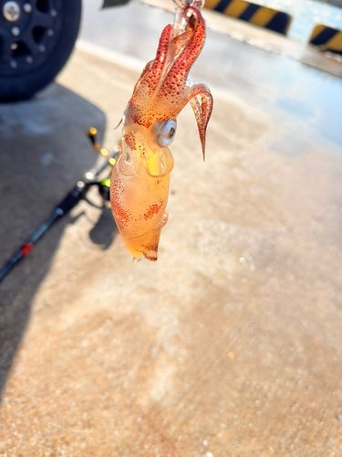 ヒイカの釣果