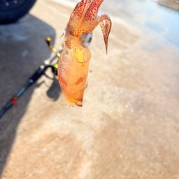 ヒイカ