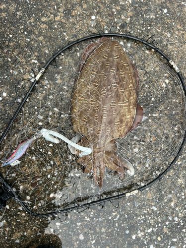 コウイカの釣果