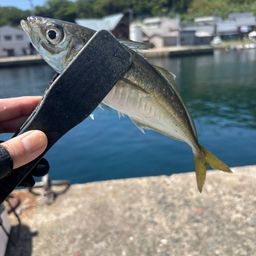 アジ