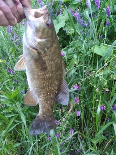 スモールマウスバスの釣果