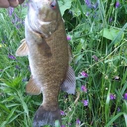 スモールマウスバス