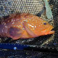キジハタの釣果