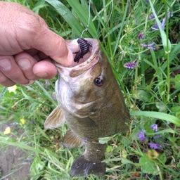 スモールマウスバス