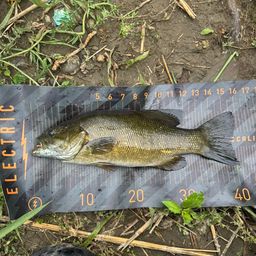 スモールマウスバス