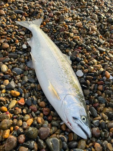 サクラマスの釣果