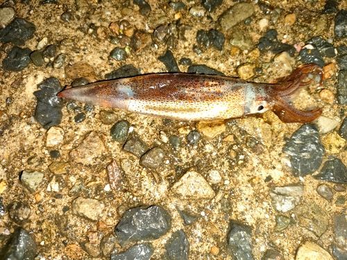 ヤリイカの釣果